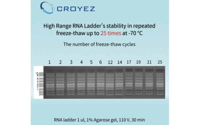 Product Croyez Bioscience Most Worthwhile Choice For Your Breakthroughs